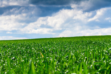 Wheat field and countryside scenery