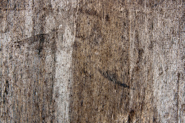 Moss and mold affect a wooden planks.