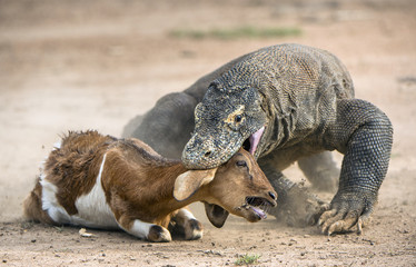 Attack of a Komodo dragon. The Komodo dragon ( Varanus komodoensis ) .