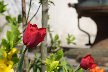 Fototapeta na wymiar Blühende Rote Tulpe von tulpenblätter ugeben Freigestellt