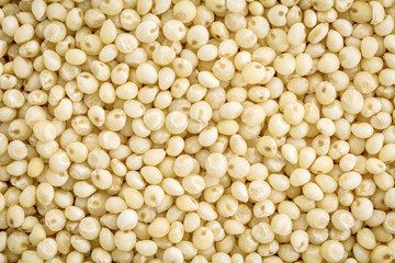 millet grain life size background
