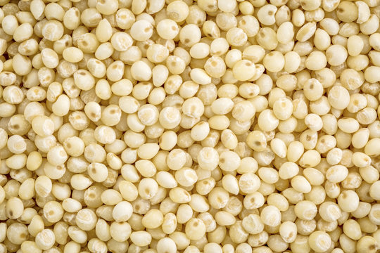 "Millet Grain" Bilder – Durchsuchen 93 Archivfotos, Vektorgrafiken und ...
