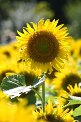 ヒマワリの花畑