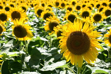 ヒマワリの花畑