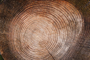 Naklejka premium Wood texture of cutted tree trunk.