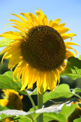 ヒマワリの花畑