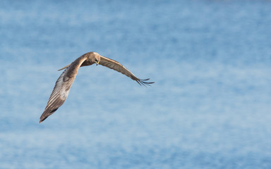 Marsh harrier flying