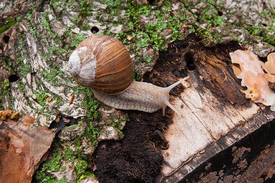 Helix pomatia, common names the Burgundy snail, Roman snail