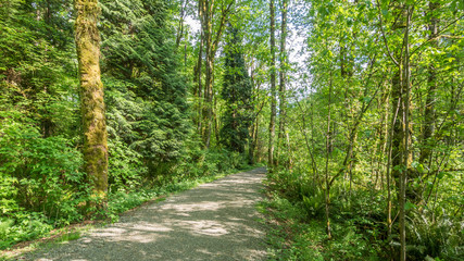 Alley in the green forest. COAL CREEK PARK, KING COUNTY, WASHINGTON STATE