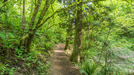 Path in the green forest. COAL CREEK PARK, KING COUNTY, WASHINGTON STATE