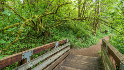 Wooden bridge in the beautiful forest. COAL CREEK PARK, KING COUNTY, WASHINGTON STATE