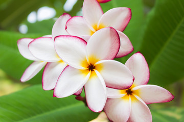 Beautiful sweet white pink yellow flower plumeria or frangipani