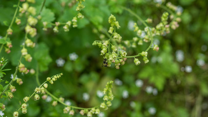 Forest flowers macro photo. COAL CREEK PARK, KING COUNTY, WASHINGTON STATE