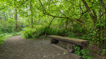 Fototapeta premium Bench made of logs in the green forest. COAL CREEK PARK, KING COUNTY, WASHINGTON STATE