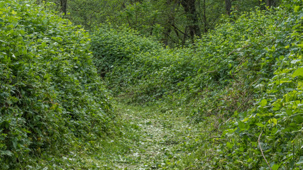 Beautiful green alley of the bushes in the forest.  COAL CREEK PARK, KING COUNTY, WASHINGTON STATE