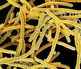 Rod-shaped bacteria, SEM