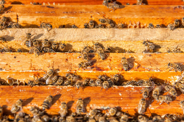 Close up view of the bees swarming on a honeycomb.