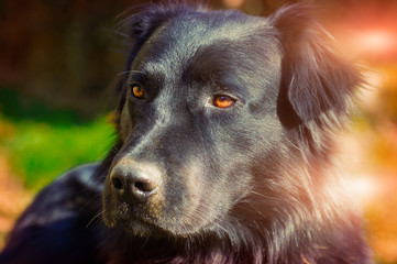 particular of young black dog in  a sunny day