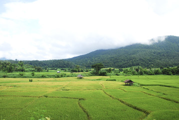 Obraz premium field