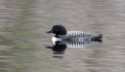 Common Loon - Gavia immer - fishing on an overcast day on a lake in Northern Ontario, swimming slowly, looking for fish.