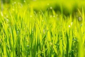 Wet morning grass background