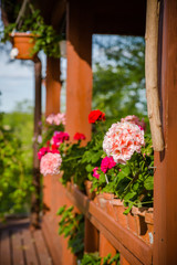 Fototapeta na wymiar Beautiful pelargonium flowers in backyard