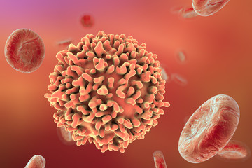 B-lymphocyte cell, illustration