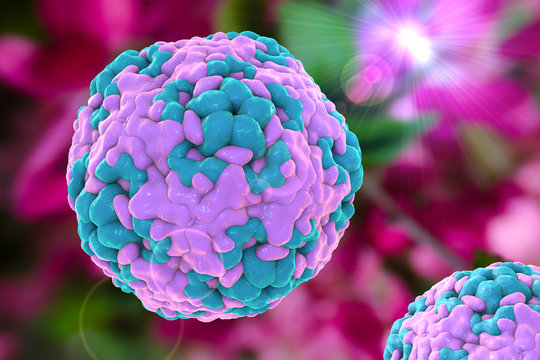 Enterovirus D68, illustration