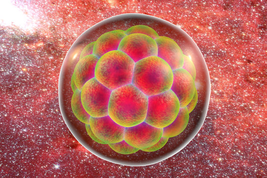 Human embryo, illustration