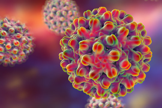 Hepatitis B virus, illustration