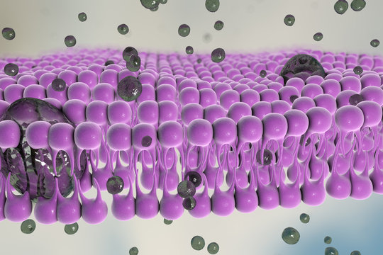 Cell plasma membrane, illustration