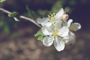Fototapeta na wymiar apple flower branch