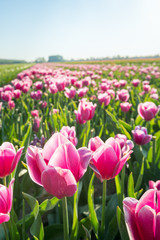 Pink flowering tulips from close