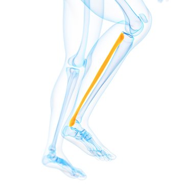 Lower leg bone, illustration