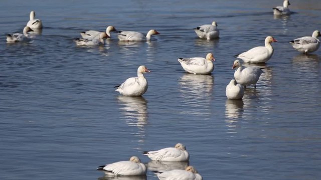 oies des neiges