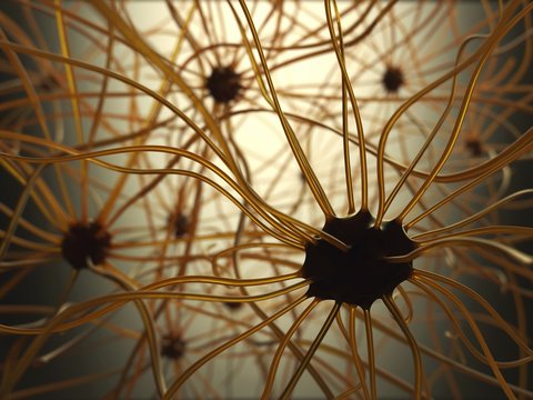 Human nerve cells, illustration