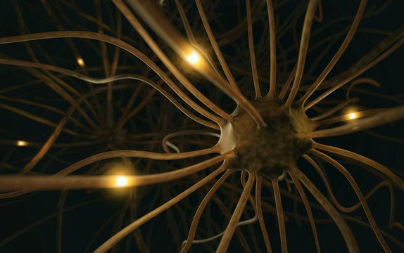 Human nerve cells, illustration