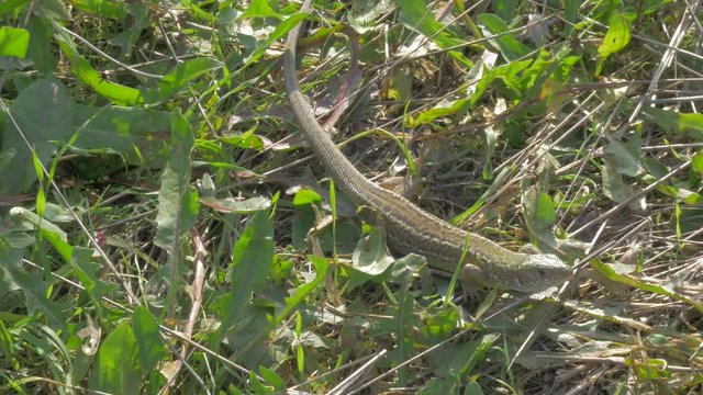 Sand lizard Lacerta agilis resting in the grass 4K 2160p UHD footage - Lacerta agilis sand lizard outdoor rest in nature 4K 3840X2160 UHD video 