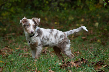 Aussie in the nature