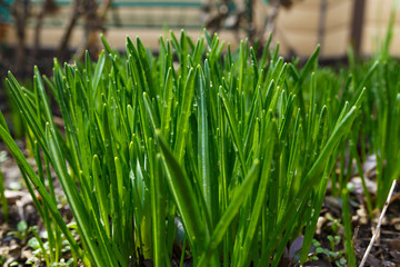 зеленая трава