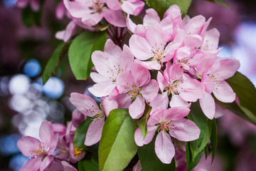 Cherry bloosom pink tree.