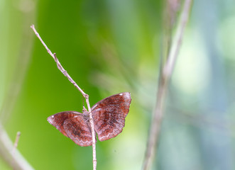 Butterfly clinging on to a tiny branch