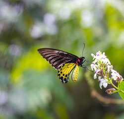 Common Birdwing butterfly on a flower