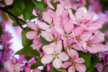 Cherry bloosom pink tree.