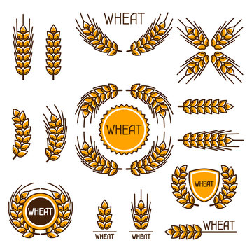 Design elements with wheat. Agricultural image natural ears of barley or rye. Objects for decoration bread packaging, beer labels