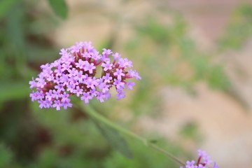 Obraz premium Purple flowers in nature