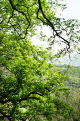 The branches of trees with bright green leaves