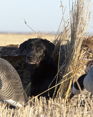 A Labrador Retriever hunting dog in a blind