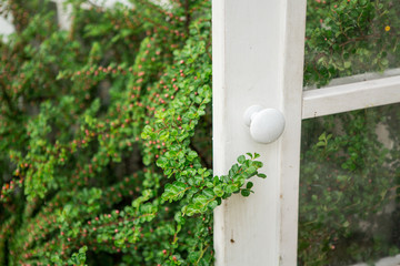 Spring flowering garden shrubs