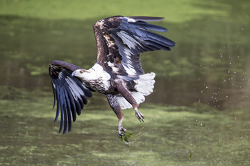 Immature fish eagle tried to catch and missed it